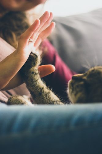 Mental Health Benefits of Pet Ownership 1