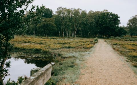 header-image